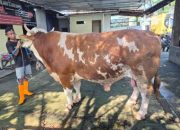 Sapi Bantuan Presiden Prabowo di Kabupaten Cirebon Berbobot 1Ton Lebih