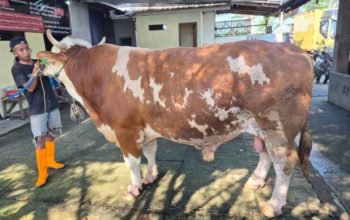 Sapi Bantuan Presiden Prabowo di Kabupaten Cirebon Berbobot 1Ton Lebih