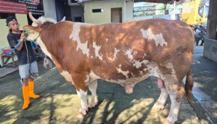 Sapi Bantuan Presiden Prabowo di Kabupaten Cirebon Berbobot 1Ton Lebih