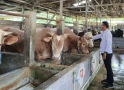 Dinas Pertanian Kabupaten Cirebon Periksa 11.727 Hewan Kurban Jelang Iduladha 2026