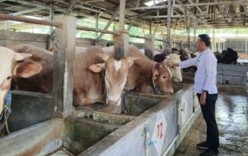 Dinas Pertanian Kabupaten Cirebon Periksa 11.727 Hewan Kurban Jelang Iduladha 2026