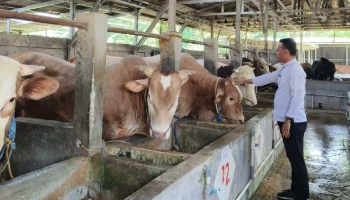 Dinas Pertanian Kabupaten Cirebon Periksa 11.727 Hewan Kurban Jelang Iduladha 2026