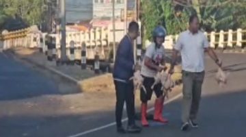 Sigap di Tengah Kesibukan Pagi, Polisi Bantu Punguti Ayam Potong Milik Pengendara yang Terjatuh